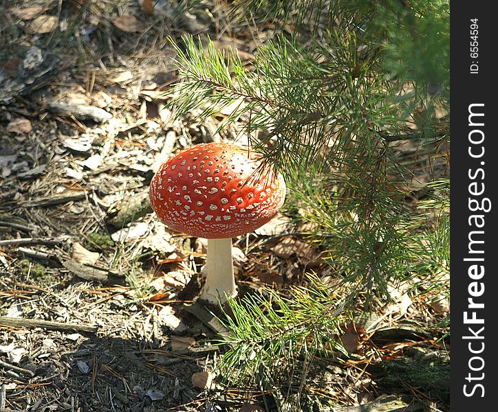 Fly agaric growing in the forest