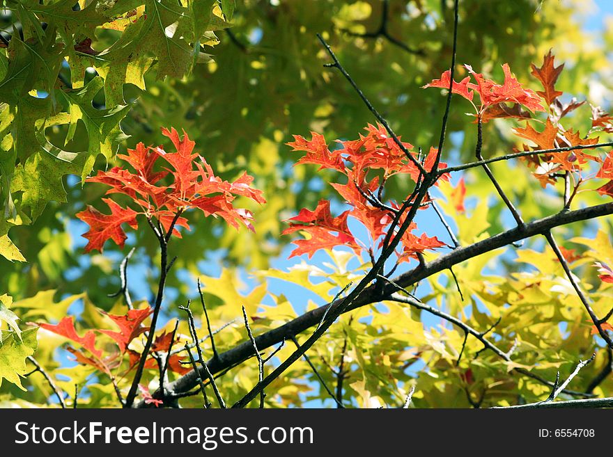A contrast between red and yellow green leaves. A contrast between red and yellow green leaves