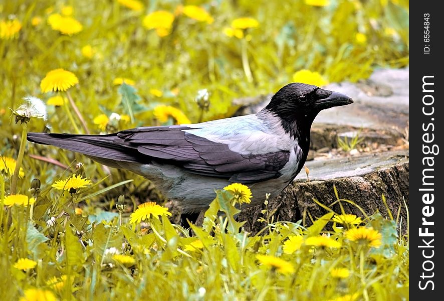 Photograph of a Crow on dandelion meadow