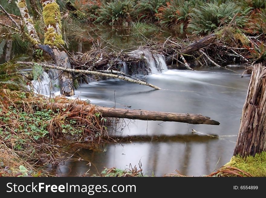 Water flows in the small stream singing for spring