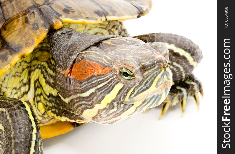 Head and face of a turtle - Pseudemys scripta elegans - close up