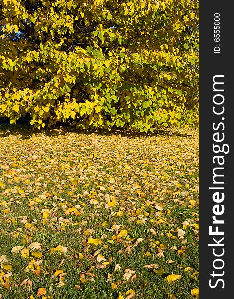 Autumn leaves on green grass with tree in background