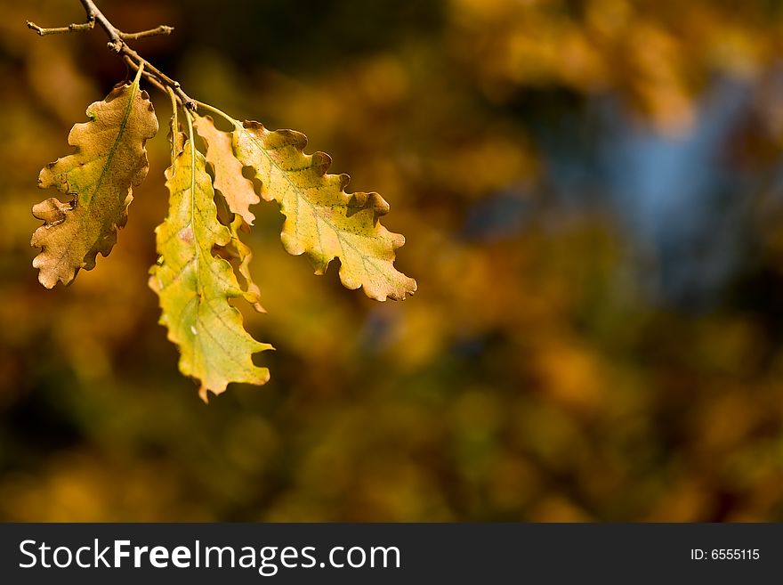 Oak leaves against a de-focused autumn forest background. Oak leaves against a de-focused autumn forest background
