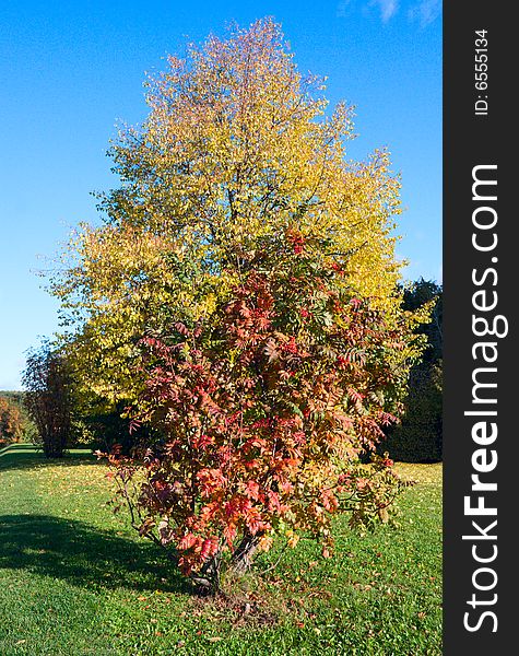 Autumn trees with bright blue sky background