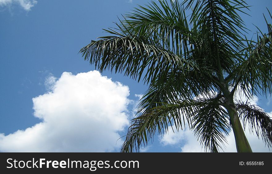 A view of a beautiful palm tree reaching toward the sky. Caribbean beach, May, 2007.