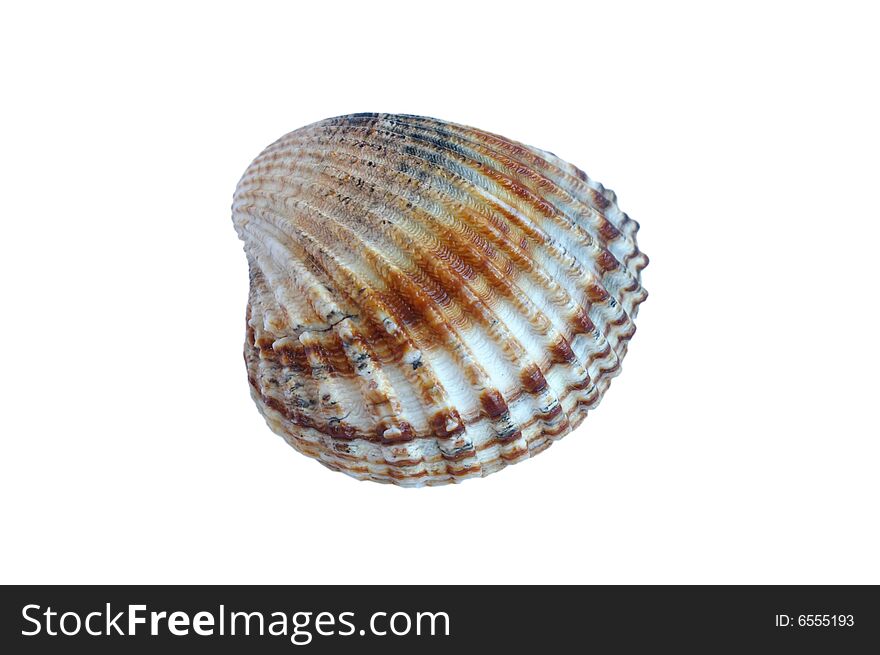 Small sea shell (isolated on white background)