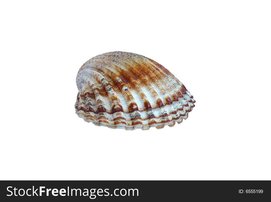 Small sea shell (isolated on white background)