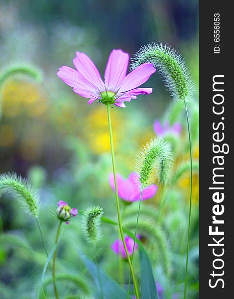 Artistic view of wild flowers featuring pink daisies with very shallow depth of field. Artistic view of wild flowers featuring pink daisies with very shallow depth of field.