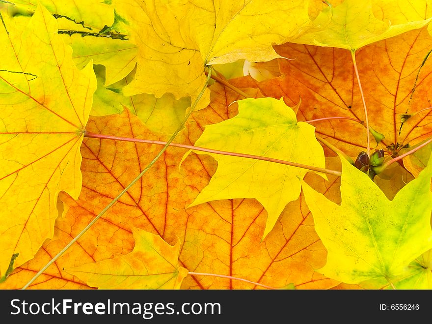 Many Colorful Autumnal Leaves In The Park .