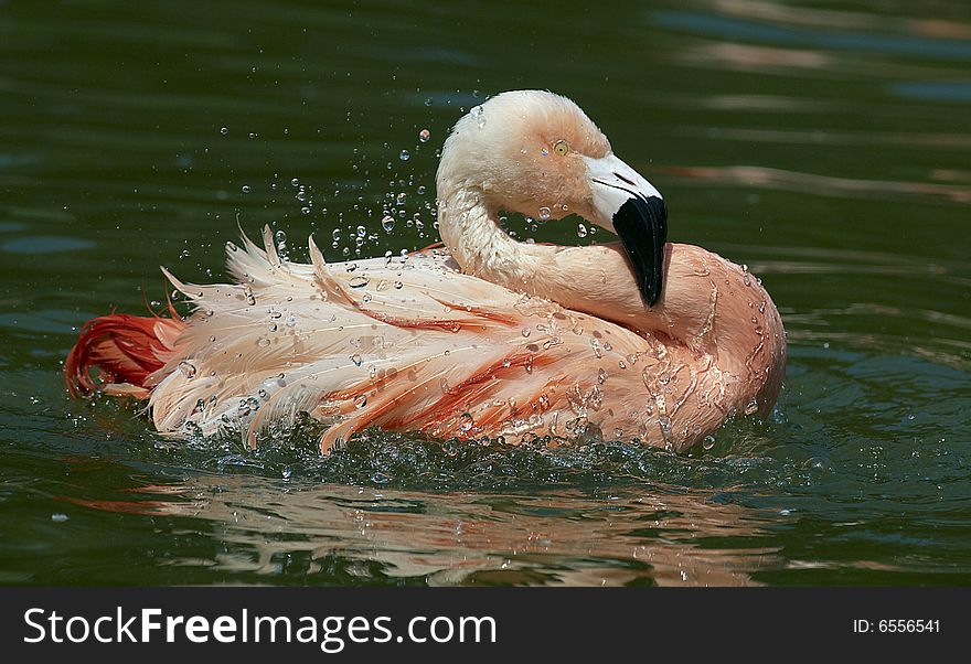 A pink flamingo and a water