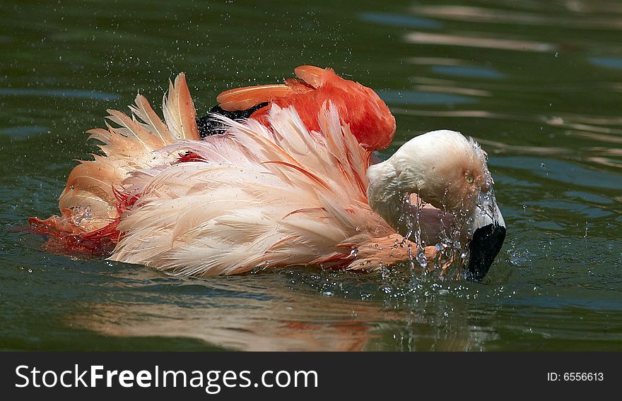 A pink flamingo and a water