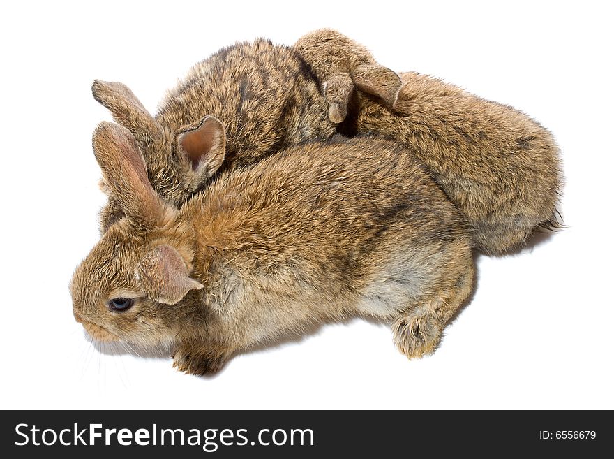 Close-up three baby rabbits