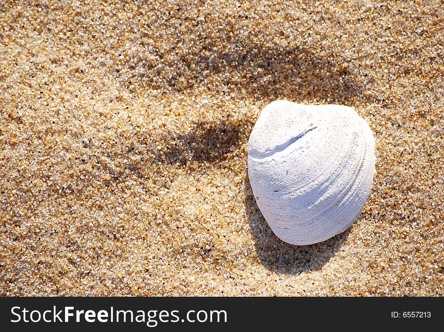 A shell on the beach. A shell on the beach