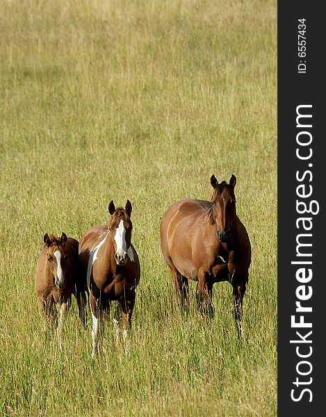 Three horses standing in a field with grass up to their knees. Three horses standing in a field with grass up to their knees