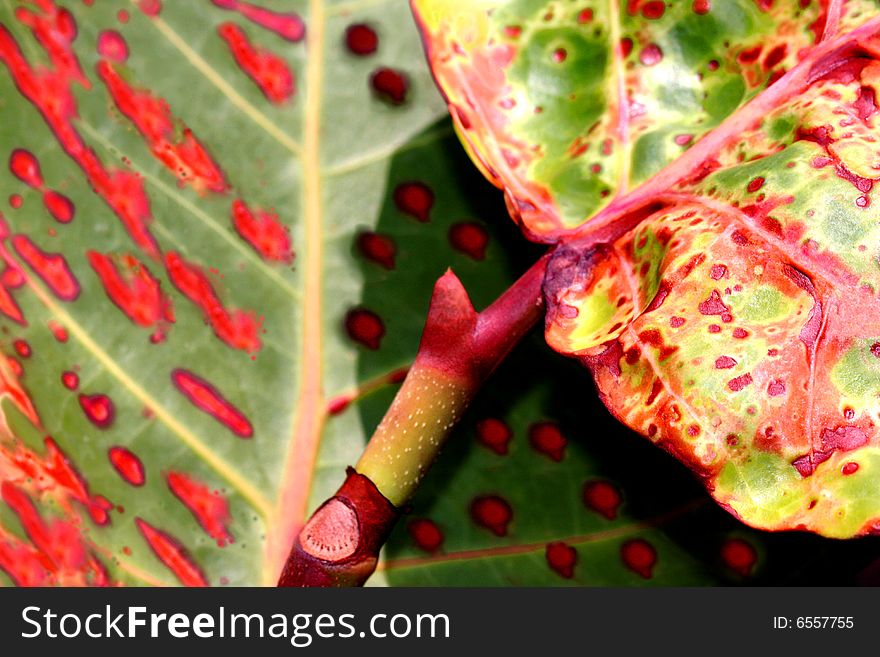 Natural background of green plant leaf with red pattern