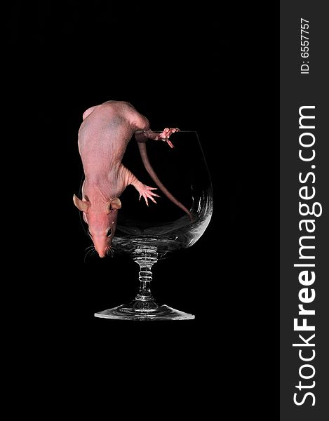 The rat jumps off from a wine-glass