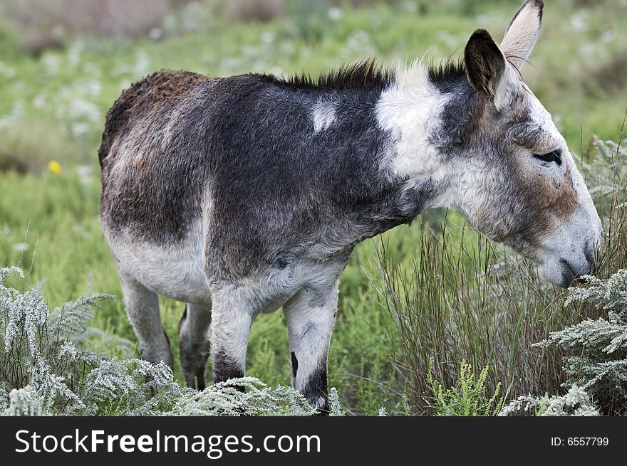 Lazy Donkey in Western Oklahoma