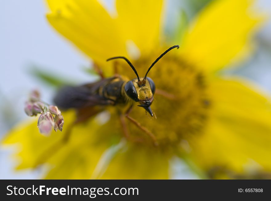 Wasp Getting Pollen on Yellow Flower. Wasp Getting Pollen on Yellow Flower