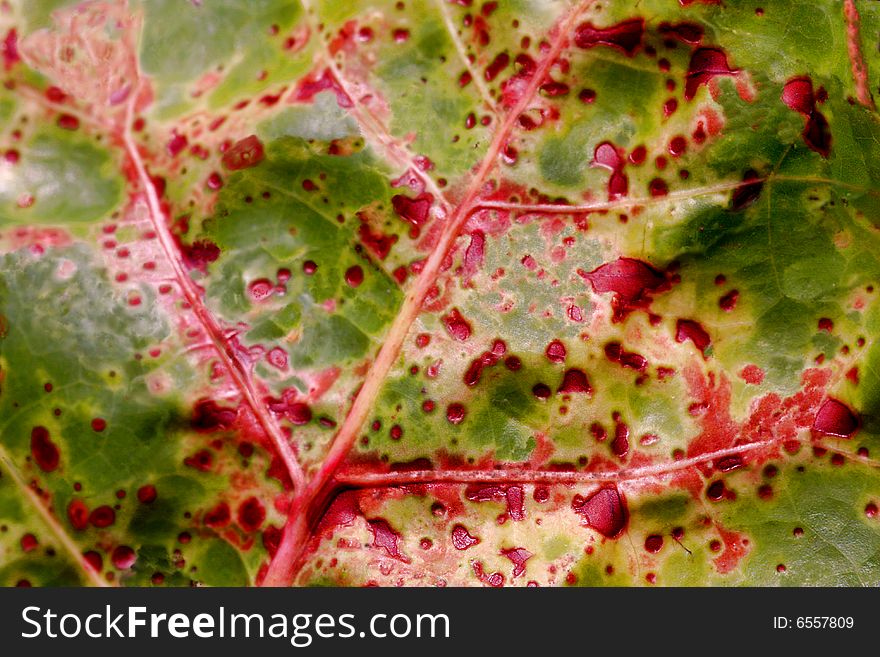 Natural background of green plant leaf with red pattern