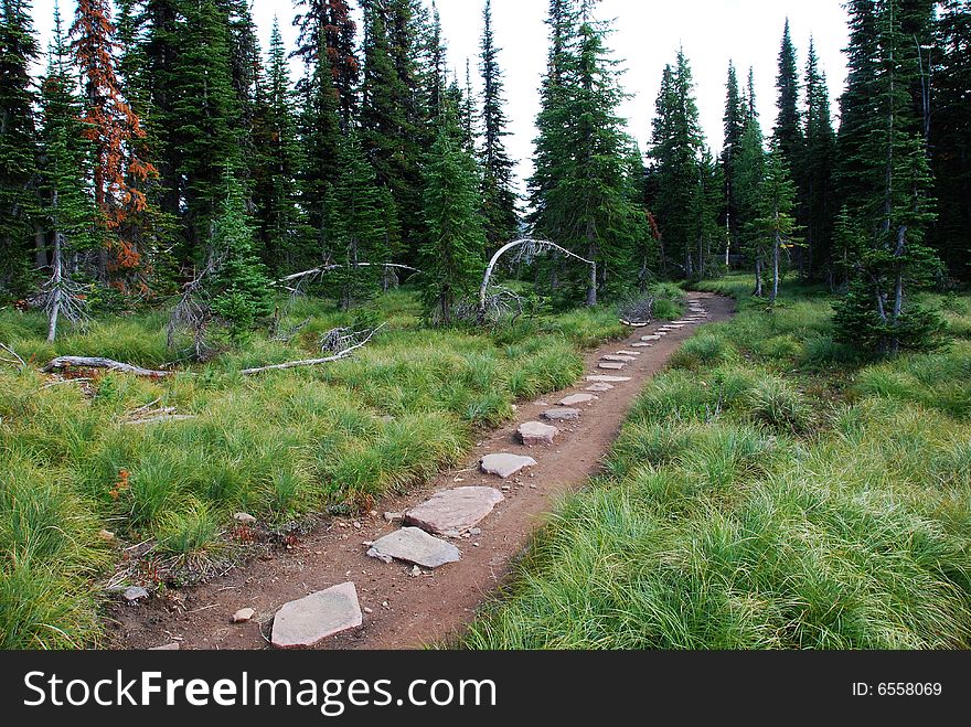 Hiking Trail In The Forest