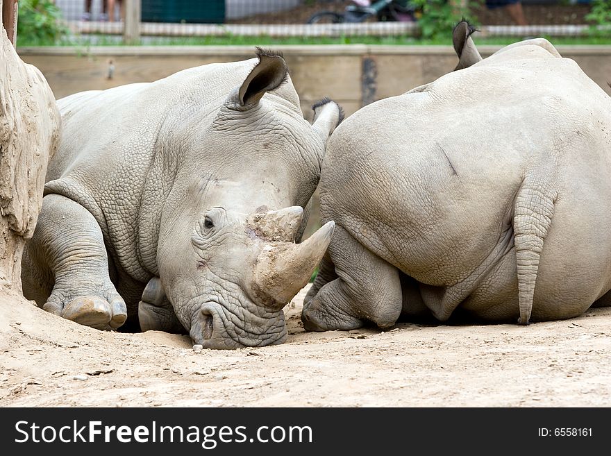Two Rhinoceros in a Zoo, lying end to end in horizontal fashion