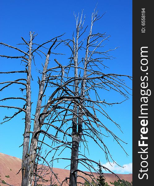 Dead trees seeing from Carthew-Alderson Trail in Waterton National Park Alberta Canada