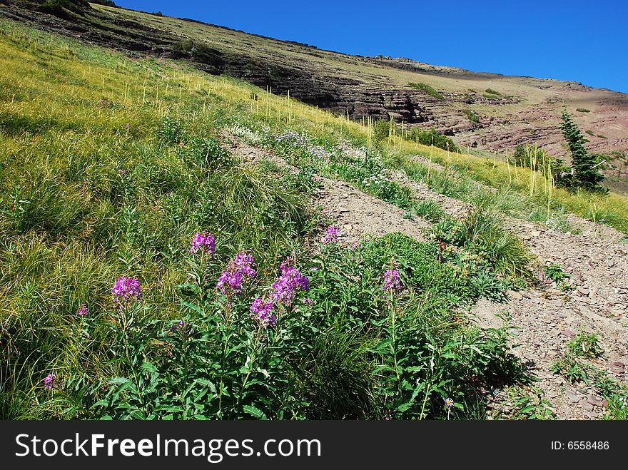 Purple Flowers On Hiking Trail