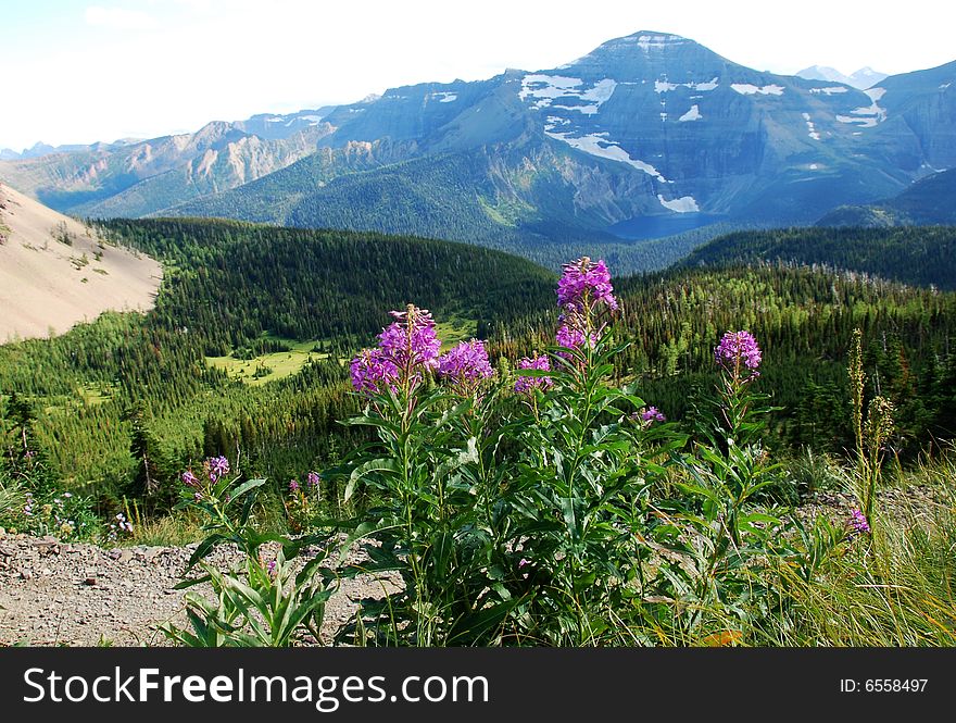 Purple flowers on hiking trail