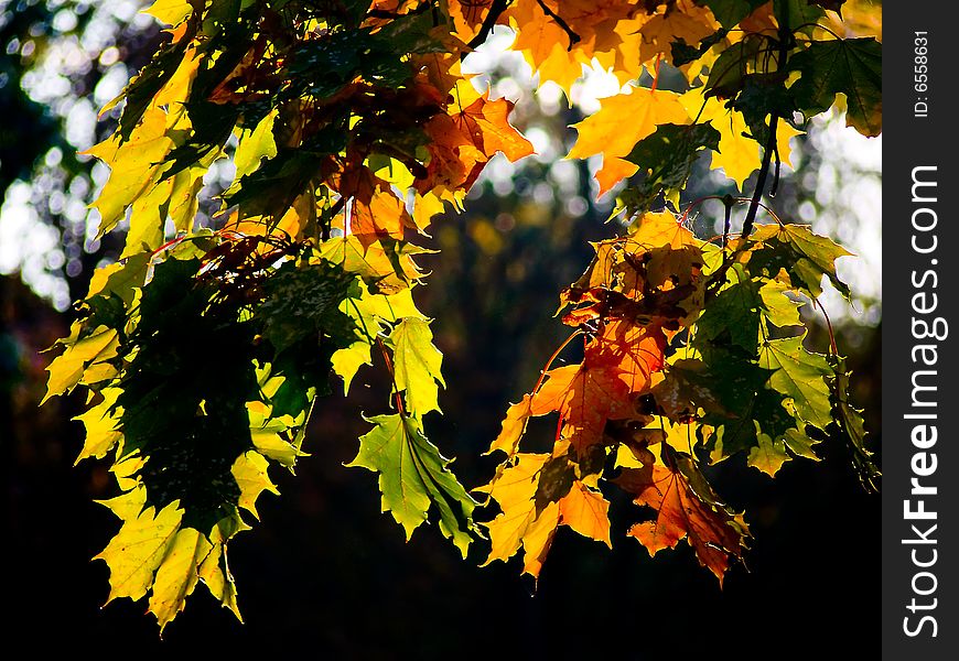 Autumn leaves in the sunny light