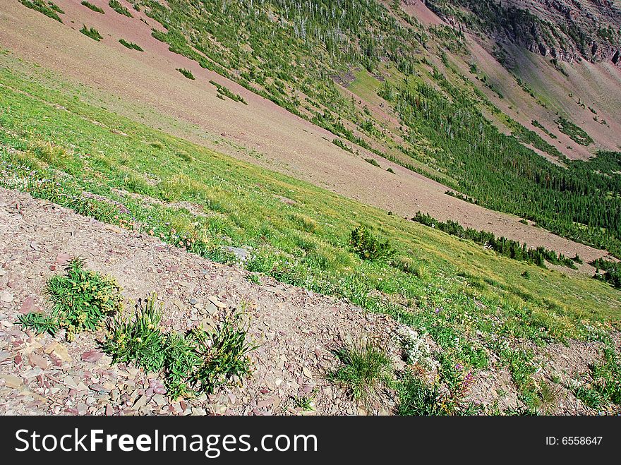 Pattern of grasses on the hiking trail