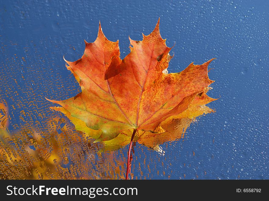 Maple leaf with water drops