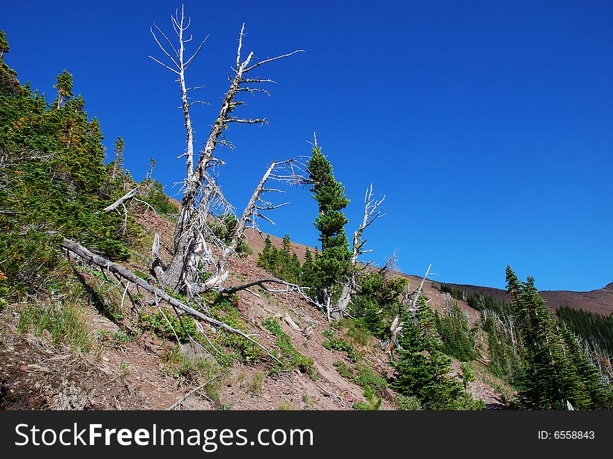 Dead trees