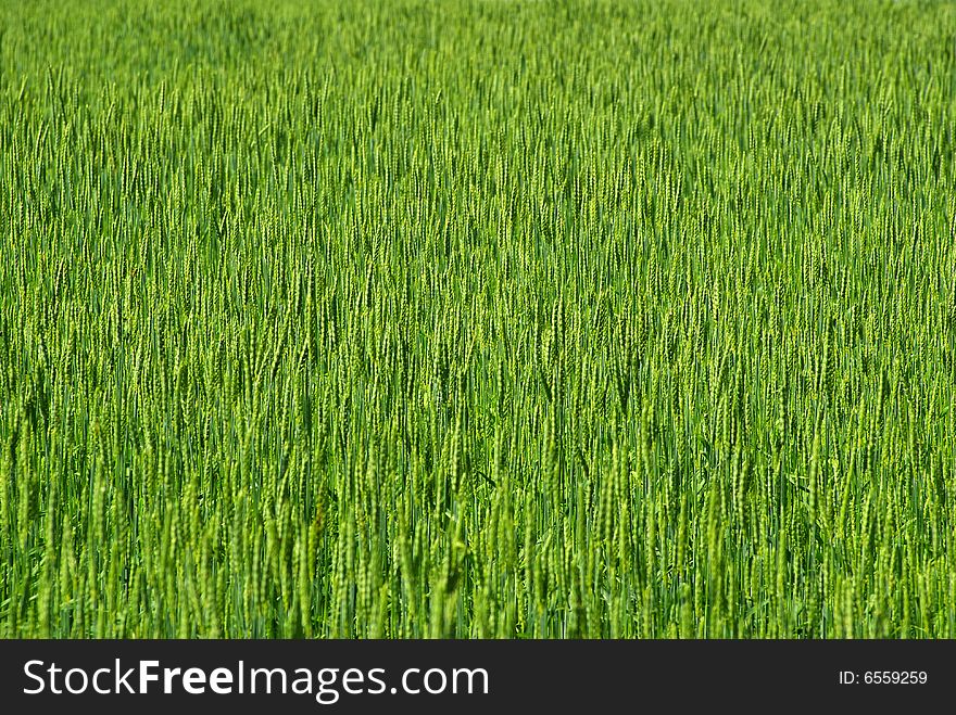 Close up shot of a green wheat field at spring