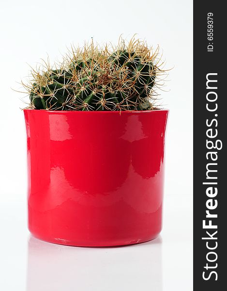 Small cactus in the red cup on a white background