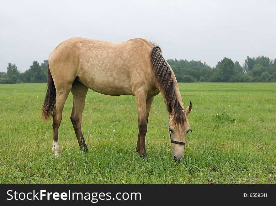 Horse standing in a field, eating grass. Horse standing in a field, eating grass