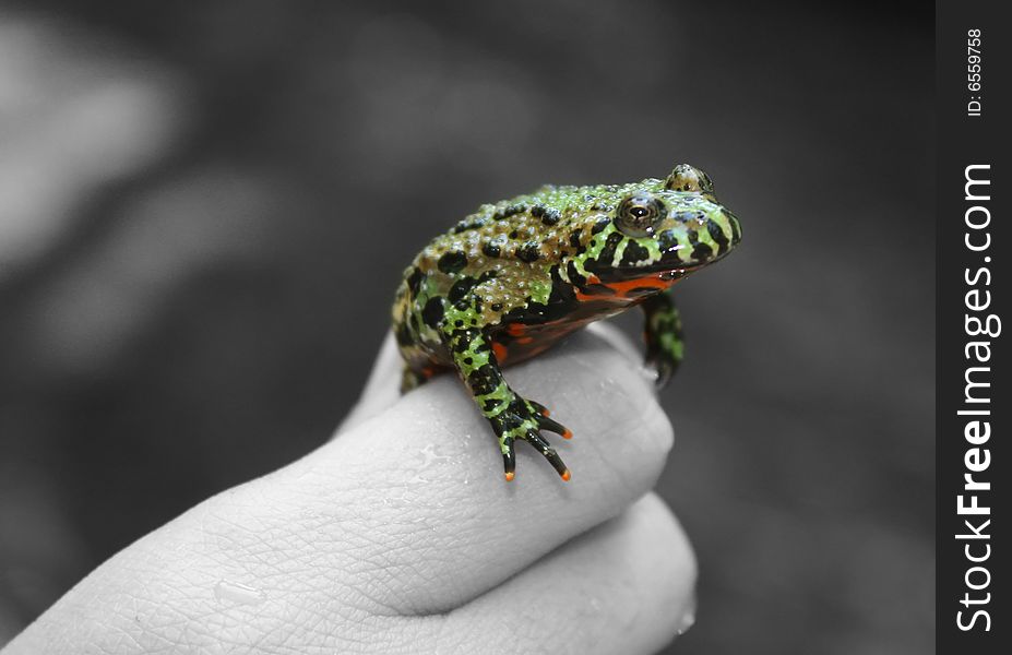 Green frog on hand with orange fingers