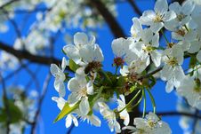 Cherry Spring Stock Images Cherry Spring Stock Images