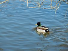 Male Mallard Ducks Royalty Free Stock Photo