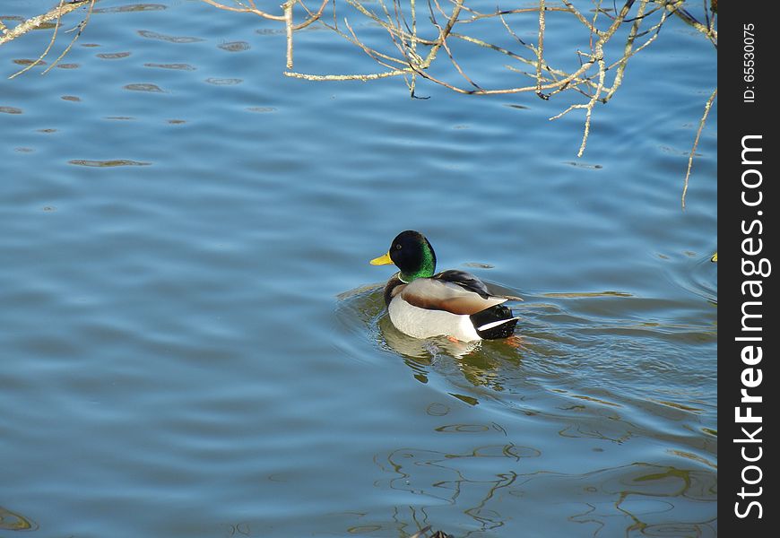 Mallard ducks take a morning swim on a calm pond. Mallard ducks take a morning swim on a calm pond.