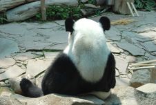 Giant Panda Sitting Still Relaxing And Thinking Royalty Free Stock Image