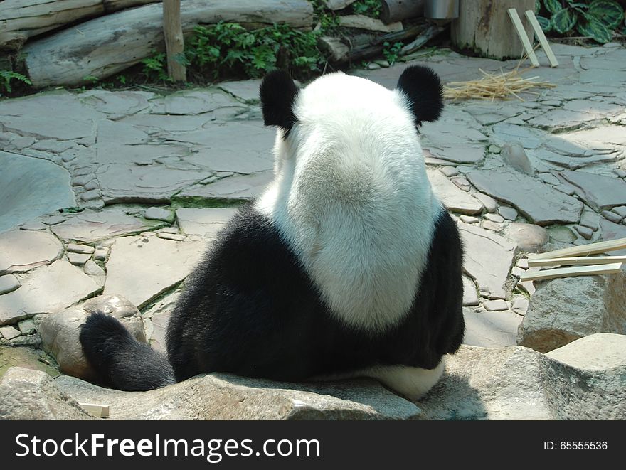 A giant panda sitting still on the ground relaxing thinking and eating in the zoo, black and white round head. A giant panda sitting still on the ground relaxing thinking and eating in the zoo, black and white round head