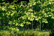 Backlit Chestnut Leaves Royalty Free Stock Image