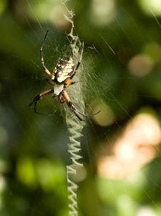 Orb Weaver Spider Royalty Free Stock Photography