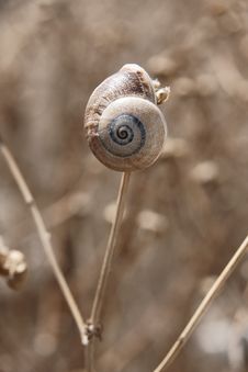 Hypnotic Snail Shell Royalty Free Stock Photo