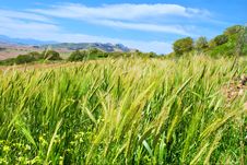 Wheat Field In Mountains Royalty Free Stock Images