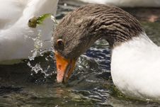 White And Brown Goose Drinking Water Stock Photography