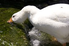 White Goose Drinking Water Royalty Free Stock Images