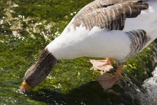 White And Brown Goose Drinking Water Stock Photos