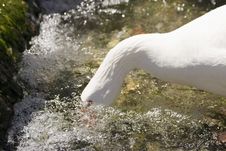 White Goose Drinking Water Royalty Free Stock Photos
