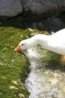 White Goose Drinking Water Royalty Free Stock Image